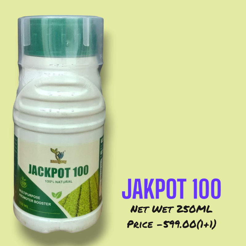 JECK POT 100